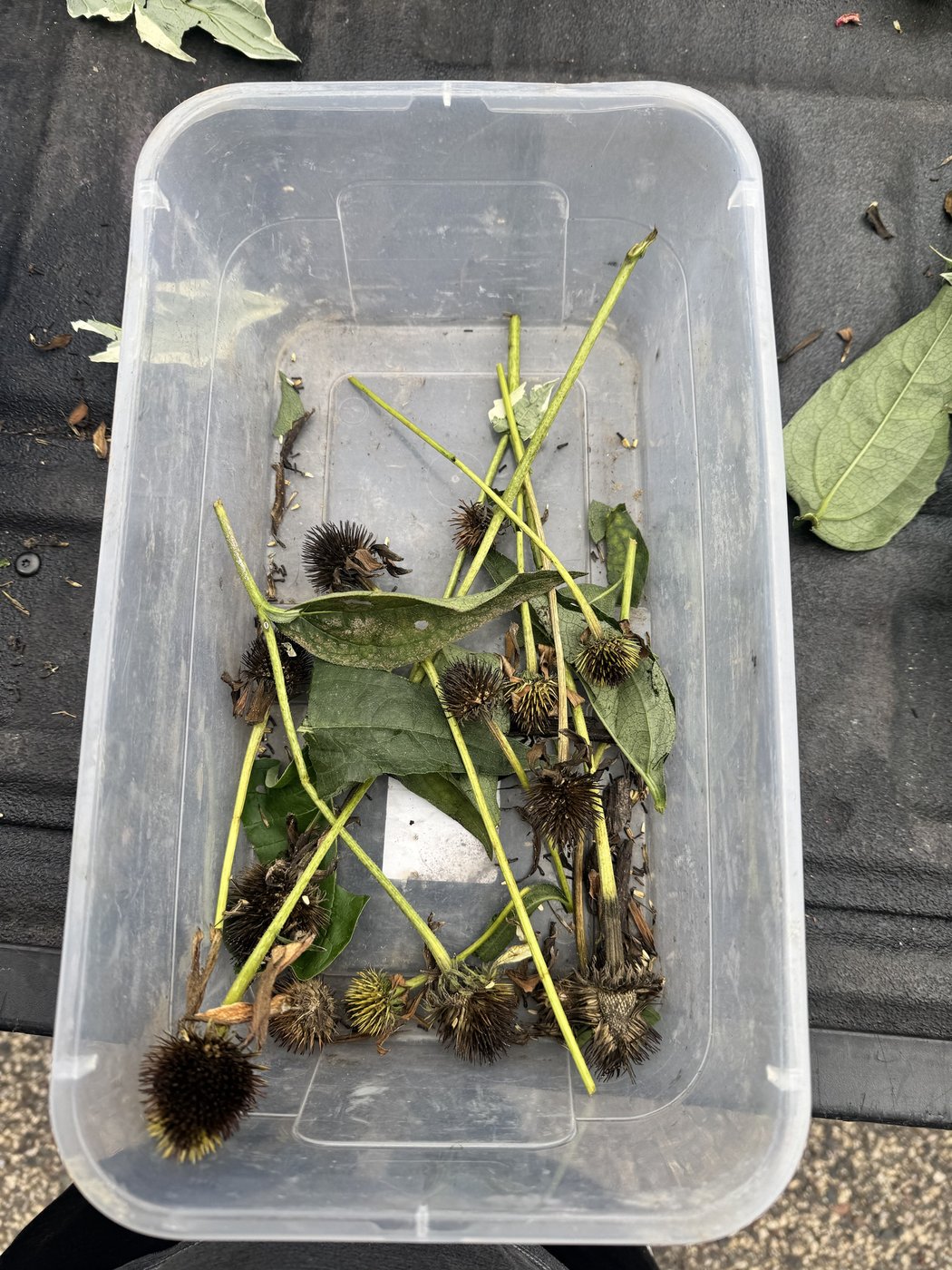 Cut coneflower stems in a clear plastic bin, most heads dark and dry, a few still yellow-green, with some leaves mixed in