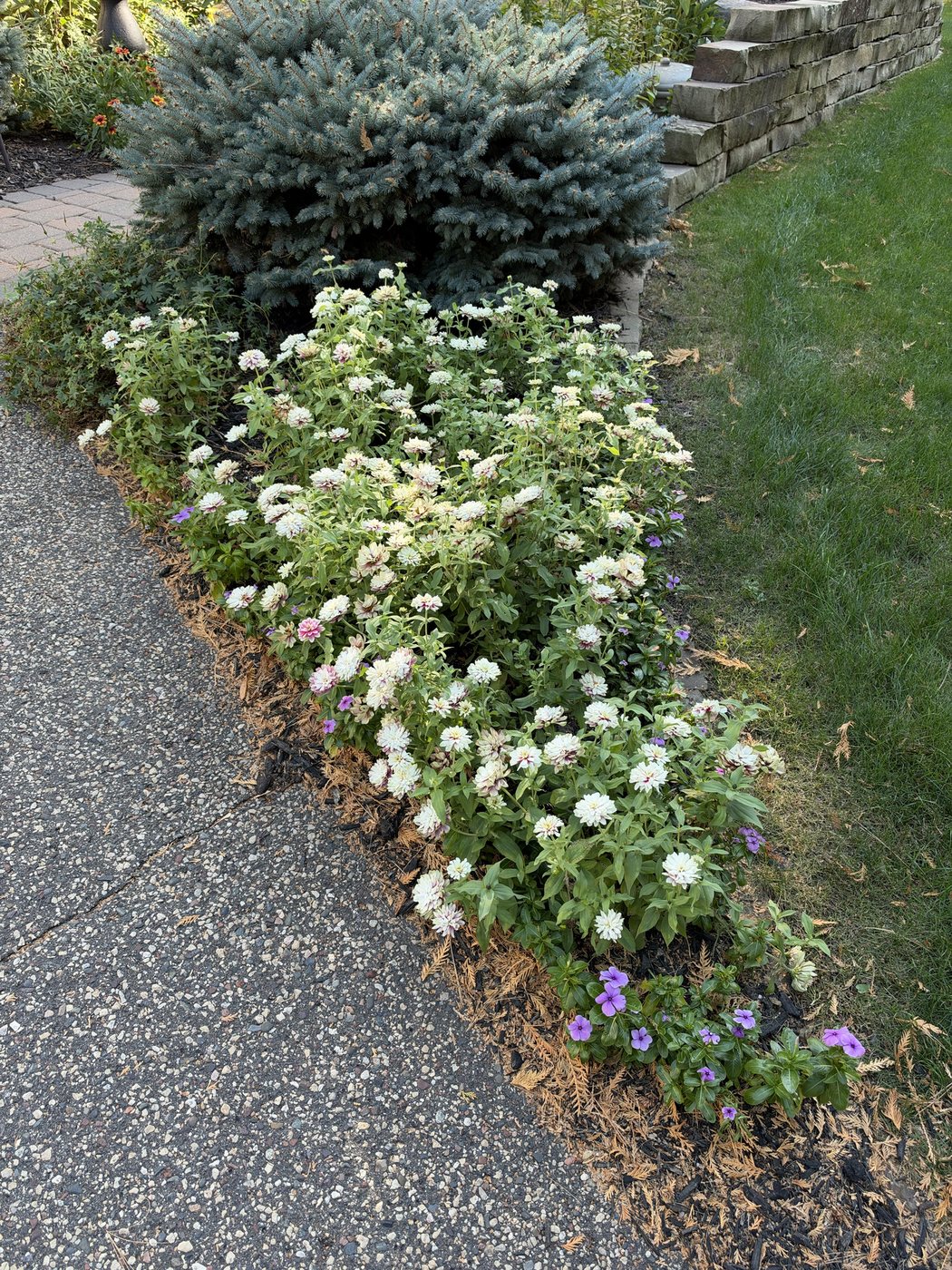 Bed of white flowers edged with purple blooms along a driveway, a blue spruce and stone wall behind