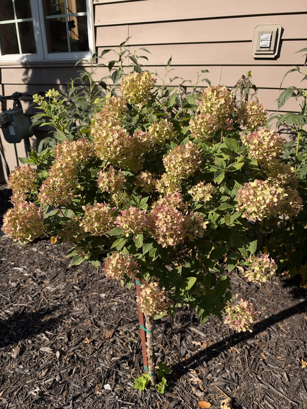 Tree-form hydrangea covered in pale green and pink blooms in a mulched bed against the house
