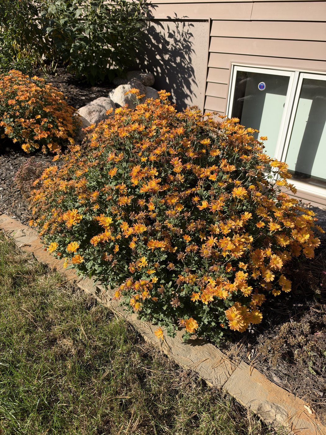 Mounded orange mums in flower along a stone edge, boulders behind